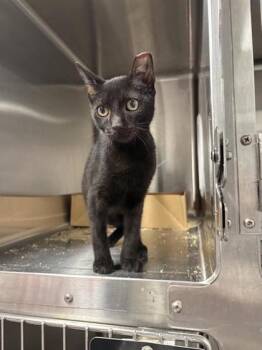 Cicero -  Domestic Short Hair Cat for Adoption in West Chester, Pennsylvania - Cicero | PetCurious