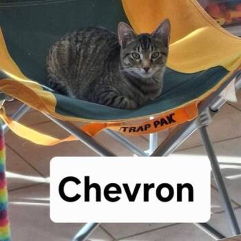 CHEVRON -  Domestic Short Hair Cat for Adoption in Gresham, Wisconsin - CHEVRON | PetCurious