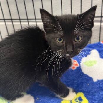 Domestic Short Hair Cats Available for Adoption in Montgomery, Alabama - Gabriella | PetCurious