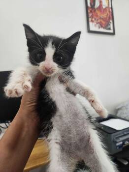 Heart -  American Shorthair Cat for Adoption in Florham Park, New Jersey - Heart | PetCurious
