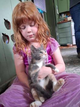 Edna -  Domestic Short Hair Cat for Adoption in Shrewsbury, Massachusetts - Edna | PetCurious
