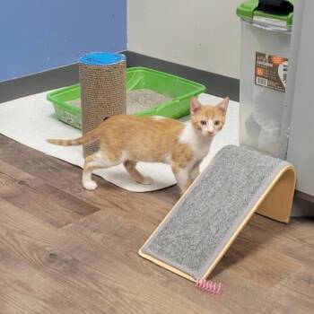 Donatello -  Domestic Short Hair Cat for Adoption in Grand Island, Nebraska - Donatello | PetCurious