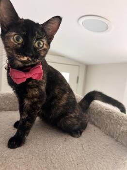 Rescue Domestic Short Hair Cats for Adoption in Albany, New York - Amethyst | PetCurious