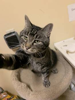 Rescue Domestic Short Hair Cats for Adoption in Thayne, Wyoming - Paul | PetCurious