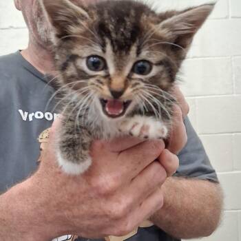 Domestic Short Hair Cats Available for Adoption in Auburn, Alabama - Wubbzy | PetCurious