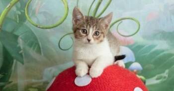 Asher -  Domestic Short Hair Cat for Adoption in Warner Robins, Georgia - Asher | PetCurious