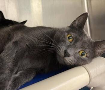 Montgomery Ash (with Perry Onyx) -  Domestic Short Hair Cat for Adoption in Annapolis, Maryland - Montgomery Ash (with Perry Onyx) | PetCurious