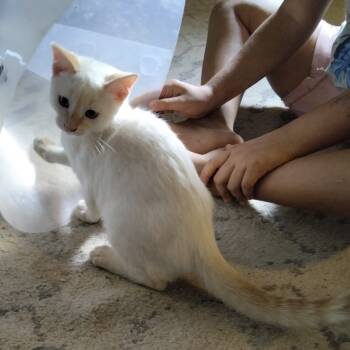 Rescue Domestic Short Hair Cats for Adoption in San Antonio, Texas - Piglet | PetCurious