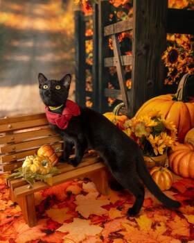 Zora -  Domestic Short Hair Cat for Adoption in Lapeer, Michigan - Zora | PetCurious