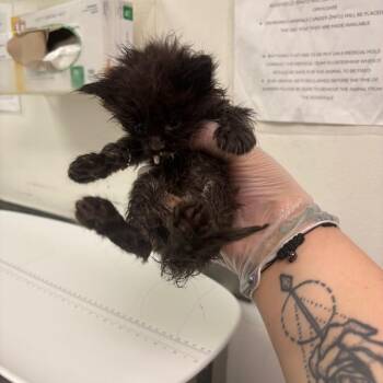 Aroma -  Domestic Medium Hair Cat for Adoption in Charleston, West Virginia - Aroma | PetCurious