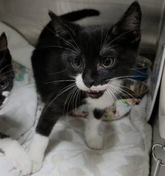ASTRO -  Domestic Short Hair Cat for Adoption in Fort Lauderdale, Florida - ASTRO | PetCurious