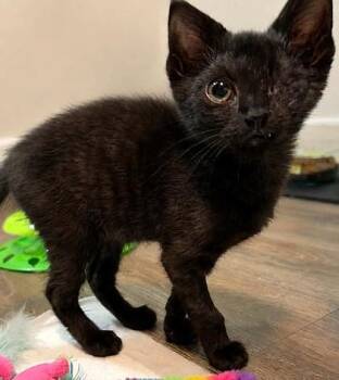 Lt. Ellen Louise Ripley -  Domestic Short Hair Cat for Adoption in Kansas City, Missouri - Lt. Ellen Louise Ripley | PetCurious