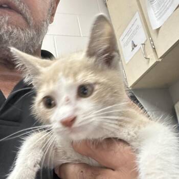 Queen -  American Shorthair Cat for Adoption in Lufkin, Texas - Queen | PetCurious