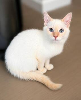 Egg Roll -  Domestic Medium Hair and Siamese Cat for Adoption in Fresno, California - Egg Roll | PetCurious