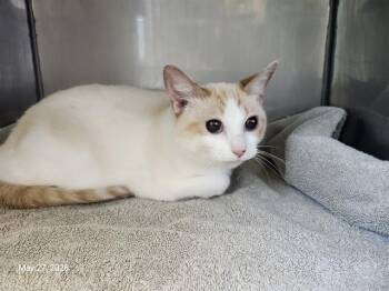 NEBULA -  Domestic Short Hair Cat Available for Adoption in Santa Cruz, California - NEBULA | PetCurious