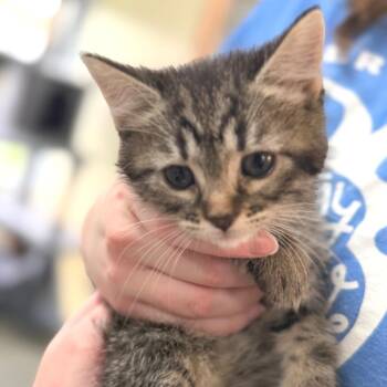 Chevelle -  Domestic Short Hair Cat for Adoption in Idaho Falls, Idaho - Chevelle | PetCurious