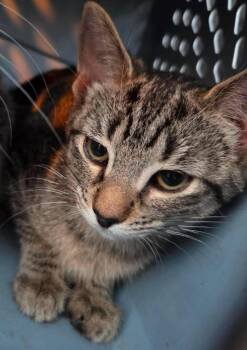 Coco-Chanel -  Domestic Short Hair Cat for Adoption in Cloquet, Minnesota - Coco-Chanel | PetCurious