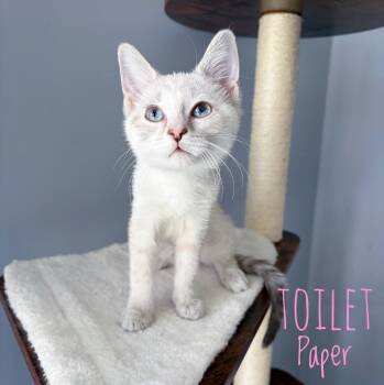 Toilet Paper -  Domestic Short Hair Cat for Adoption in Bethel, Ohio - Toilet Paper | PetCurious