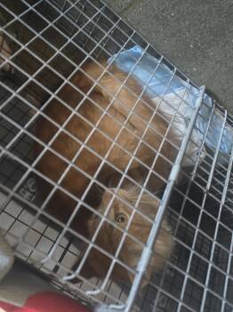 Domestic Long Hair Cats Available for Adoption - MILO | PetCurious