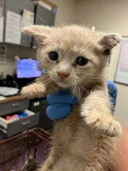 TIMMY TWO -  Domestic Short Hair Cat for Adoption in Long Beach, California - TIMMY TWO | PetCurious