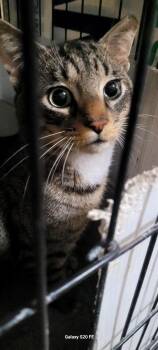 Domestic Short Hair Cats Available for Adoption - Wilson | PetCurious