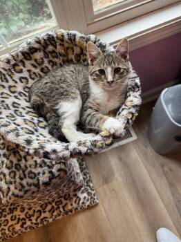 Domestic Short Hair and Tabby Cats Available for Adoption - Citrine | PetCurious