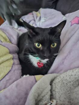 Domino -  Domestic Short Hair Cat for Adoption in Bayonne, New Jersey - Domino | PetCurious