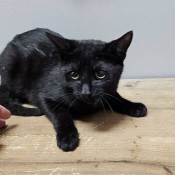 Rescue Domestic Short Hair Cats for Adoption in Normal, Illinois - Michael Myers | PetCurious