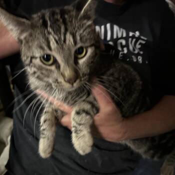 Domestic Short Hair Cats Available for Adoption in Hemet, California - Indianapolis | PetCurious