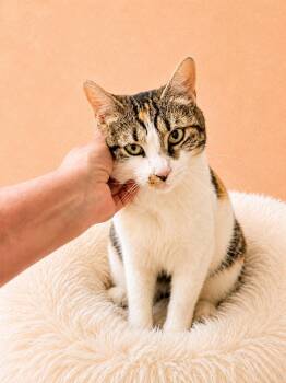 Marta (FCID# 06/09/2026 - 113) Willow Grove -  Calico and Tabby Cat for Adoption in Greenville, Delaware - Marta (FCID# 06/09/2026 - 113) Willow Grove | PetCurious