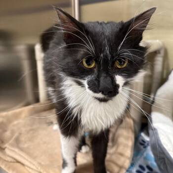 Murray -  Domestic Medium Hair Cat for Adoption in Spokane, Washington - Murray | PetCurious