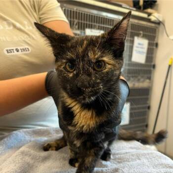 Candy Corn -  Domestic Short Hair Cat for Adoption in Oak Brook, Illinois - Candy Corn | PetCurious