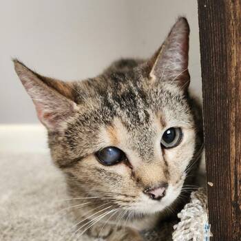 Domestic Short Hair Cats Available for Adoption - Furby | PetCurious