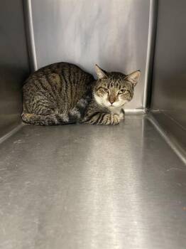 TOBY* -  Domestic Short Hair Cat for Adoption in Santa Cruz, California - TOBY* | PetCurious