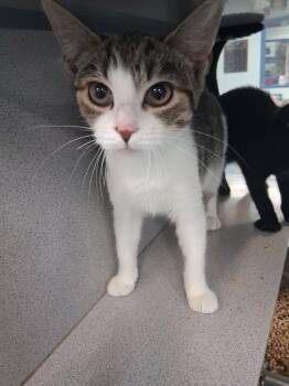 Biscuits -  Domestic Short Hair Cat for Adoption in Berryville, Virginia - Biscuits | PetCurious