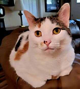 Rescue Calico Cats for Adoption in Franklin, Tennessee - TATUM | PetCurious