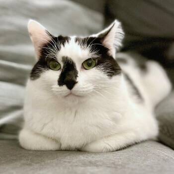 Aristotle -  Domestic Short Hair Cat for Adoption in Woodinville, Washington - Aristotle | PetCurious