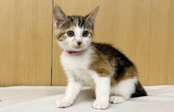JULES -  Domestic Short Hair Cat Available for Adoption in Brentwood, Missouri - JULES | PetCurious