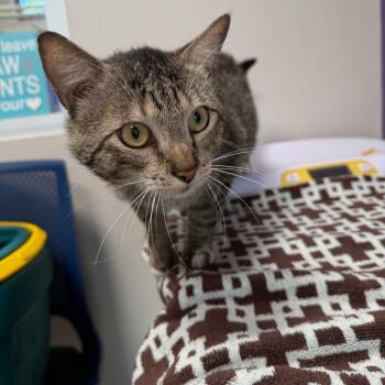 Domestic Short Hair Cats Available for Adoption in Englewood, Florida - Meowy | PetCurious