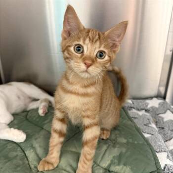 Bowser -  Domestic Short Hair Cat for Adoption in Fort Lauderdale, Florida - Bowser | PetCurious