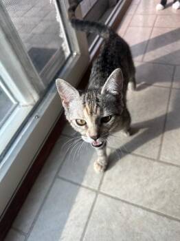 Domestic Short Hair Cats Available for Adoption - España | PetCurious