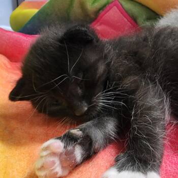 Rocky -  Domestic Short Hair Cat for Adoption in Dixon, Illinois - Rocky | PetCurious