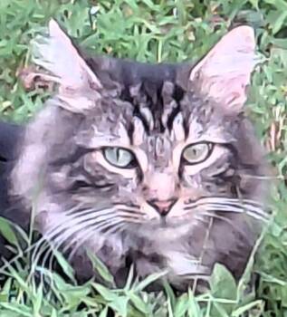 Rescue Maine Coon and Domestic Long Hair Cats for Adoption in Paris, Kentucky - Allie | PetCurious