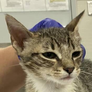 Ghost -  Domestic Medium Hair Cat for Adoption in Las Cruces, New Mexico - Ghost | PetCurious