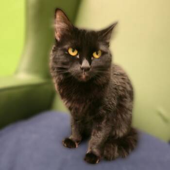Rescue Domestic Medium Hair Cats for Adoption in Wickenburg, Arizona - Sugarplum | PetCurious