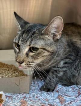 61712001 -  Domestic Short Hair Cat for Adoption in El Paso, Texas - 61712001 | PetCurious