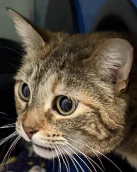 Peanut -  Domestic Short Hair Cat for Adoption in Sault Ste. Marie, Michigan - Peanut | PetCurious