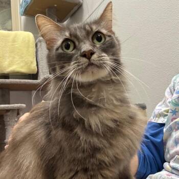 Chai -  Domestic Short Hair Cat for Adoption in Port Angeles, Washington - Chai | PetCurious