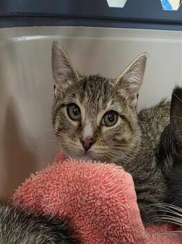 PRINCESS QUEEN -  Domestic Short Hair Cat for Adoption in Aliquippa, Pennsylvania - PRINCESS QUEEN | PetCurious