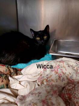 Wicca -  Domestic Short Hair Cat for Adoption in Pine Grove, Pennsylvania - Wicca | PetCurious